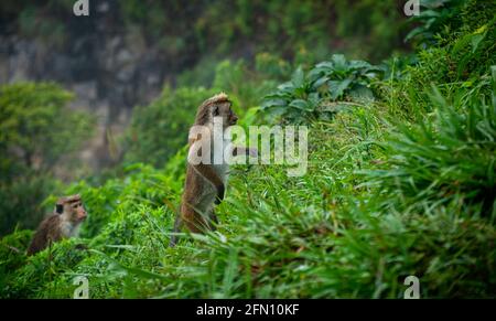 Toque macaque debout à deux pieds dans une pente raide dans une forêt tropicale, un paquet de singes grimpant vers le sommet de la montagne Banque D'Images