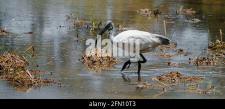 Ibis à tête noire marchant dans des eaux peu profondes pour chasser le poisson. Banque D'Images