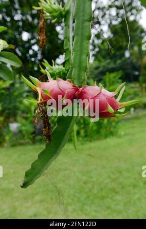 Pitaya / Dragon fruit Farm à Bicol, aux Philippines. Banque D'Images