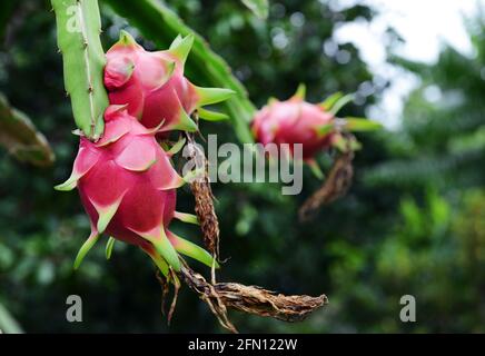 Pitaya / Dragon fruit Farm à Bicol, aux Philippines. Banque D'Images