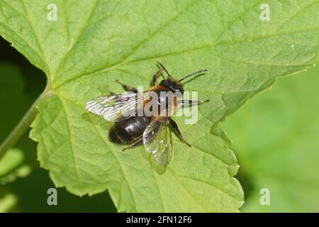 Abeille d'extraction de chocolat ou abeille d'aubépine (Andrena scotica) sur une feuille. Famille des abeilles minières (Andrenidae). Printemps, jardin hollandais. Mai, pays-Bas Banque D'Images