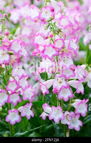 Penstemon 'Pensham Laura' (série Pensham). Penstemon 'Laura'. Fleurs blanches à bout rose Banque D'Images