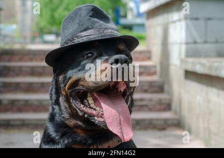 Portrait d'un chien portant un chapeau avec bord étroit à l'extérieur. Un homme adulte, Rottweiler, est assis dans une coiffe avec sa bouche ouverte et sa langue qui dépasse Banque D'Images