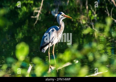 Wien, Vienne: Héron gris (Ardea cinerea) sur une branche, parc Wasserpark en 21. Floridsdorf, Wien, Autriche Banque D'Images