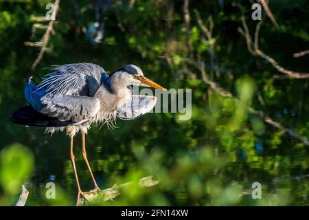 Wien, Vienne: Héron gris (Ardea cinerea) sur une branche, parc Wasserpark en 21. Floridsdorf, Wien, Autriche Banque D'Images