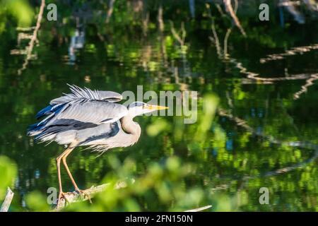 Wien, Vienne: Héron gris (Ardea cinerea) sur une branche, parc Wasserpark en 21. Floridsdorf, Wien, Autriche Banque D'Images