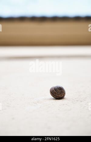 escargot rampant sur le mur. escargot sur le mur. Banque D'Images