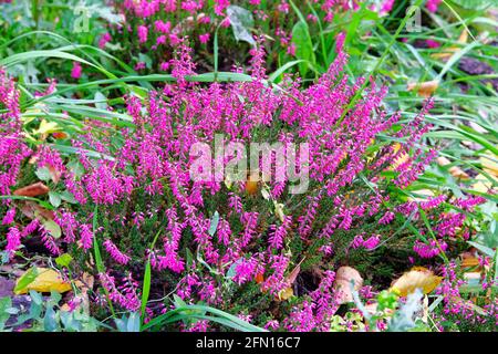 Violet chiné commun. Calluna vulgaris dans la prairie estivale. Nature fond floral. Banque D'Images