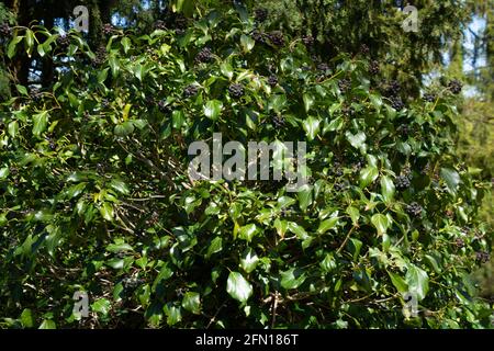 evergreen Ivy ou Hedera Helix avec des baies noires dans le jardin ornemental Banque D'Images