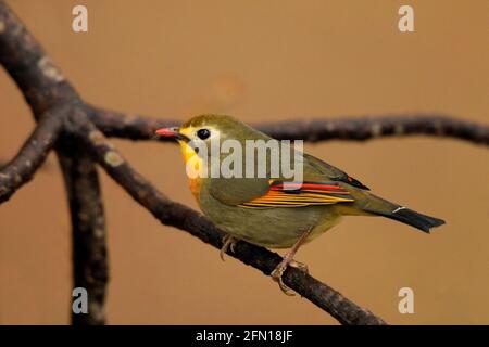 Leiothrix à bec rouge - Leiothrix lutea - Sattal, Uttarakhand, Inde Banque D'Images