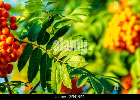 l'aéroglisseur s'assoit et se réchauffe au soleil du matin sur une feuille de rowan avec des grappes de baies rouges mûres, foyer sélectif Banque D'Images