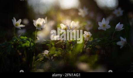 Fleur d'anémone en bois gros plan. Fleur de printemps Anemone Nemorosa contre le soleil. Banque D'Images