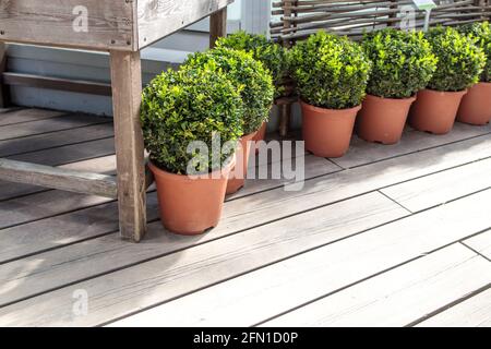 Buis taillés de boules dans de grands pots d'argile comme une décoration de jardin. Heure d'été Banque D'Images