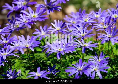 Anemone apennina Bleu Anemone fleurit en grappe Banque D'Images