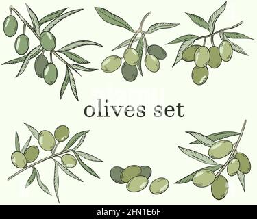 Croquis d'olives. Vecteur. Un ensemble d'olives, baies sur une branche. Les fruits de l'olivier. Illustration couleur, dessin à la main. Illustration de Vecteur