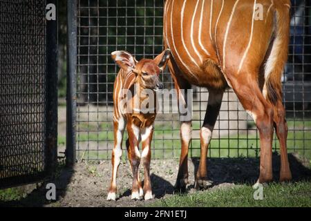 Un bébé bongo est vu avec sa mère au zoo de Varsovie, en Pologne, le 10 mai 2021. Une petite montagne bongo bénéficie d'une de ses premières promenades à l'extérieur Banque D'Images