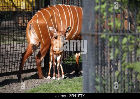 Un bébé bongo est vu avec sa mère au zoo de Varsovie, en Pologne, le 10 mai 2021. Une petite montagne bongo bénéficie d'une de ses premières promenades à l'extérieur Banque D'Images