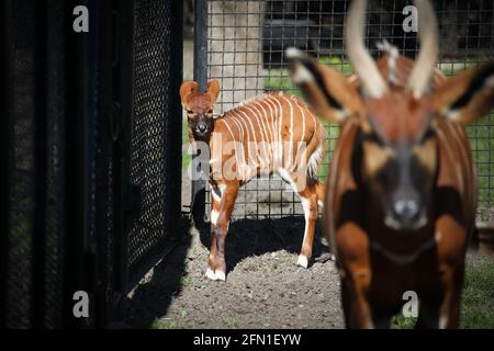 Un bébé bongo est vu avec sa mère au zoo de Varsovie, en Pologne, le 10 mai 2021. Une petite montagne bongo bénéficie d'une de ses premières promenades à l'extérieur Banque D'Images