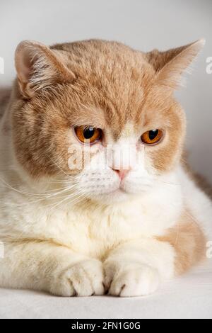 Gros plan sur le visage d'un chat de shorthair britannique crème et blanc, regardant vers le bas, sur fond blanc, vertical Banque D'Images