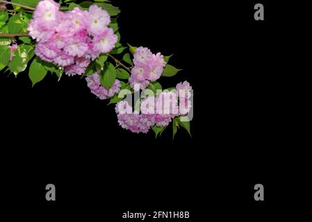 Branche de cerisier isolée sur fond noir. Fleurs sakura rose printemps. Brindilles de cerisier japonais en fleurs. Mise au point sélective Banque D'Images