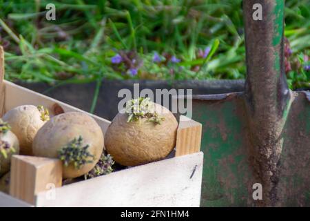 Tubercules de pommes de terre. Mise au point sélective. Pommes de terre germées Banque D'Images