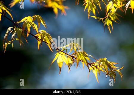 Acer palmatum Katsura quitte le printemps de Foliage Banque D'Images