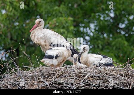 Cigogne blanche (Ciconia ciconia) parent adulte avec trois poussins sur le nid au printemps Banque D'Images