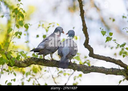 Pigeon en bois commun (Columba palumbus) paire / couple en cours d'affichage sur la branche de l'arbre dans ressort Banque D'Images