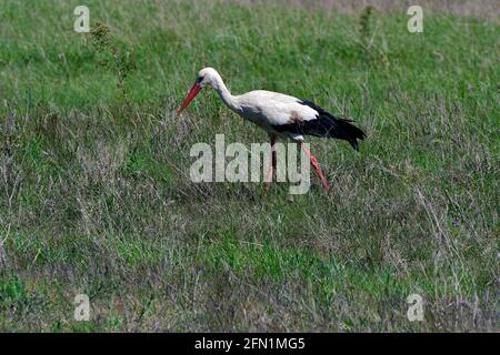 Autriche, cigogne blanche dans le parc national Neusiedler See-Seewinkel, Burgenland Banque D'Images