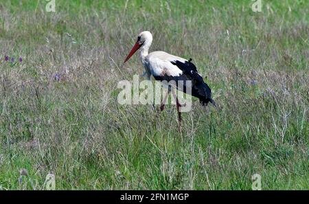 Autriche, cigogne blanche dans le parc national Neusiedler See-Seewinkel, Burgenland Banque D'Images