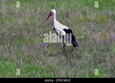 Autriche, cigogne blanche dans le parc national Neusiedler See-Seewinkel, Burgenland, une partie de la plaine eurasienne Banque D'Images