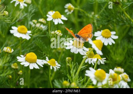 La camomille fleurit par temps ensoleillé avec un papillon de couleur orange assis sur l'un d'eux. Faible profondeur de fiel. Banque D'Images