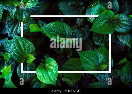 Cadre blanc sur fond de feuille verte, texte peut être écrit, naturel feuilles vertes luxuriantes de texture de feuille de fond. Banque D'Images