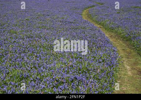 Tapis de cloches (jacinthoides non-scripta) au printemps sur l'île Skomer au large de la côte de Pembrokeshire au pays de Galles, au Royaume-Uni Banque D'Images