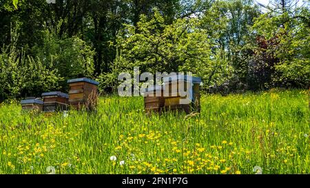 Ruches d'abeilles autoconstruites dans le pré vert plein de pissenlits et de fleurs de buttercup jaune au printemps. Banque D'Images