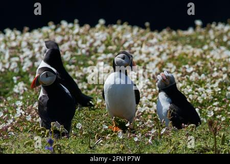 Groupe de macareux de l'Atlantique (Fratercula arctica) parmi les fleurs printanières de l'île Skomer, au large de la côte de Pembrokeshire, au pays de Galles, au Royaume-Uni Banque D'Images