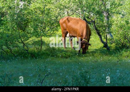 FLO, NORVÈGE - 2020 AOÛT 10. Vache brune mangeant de l'herbe. Banque D'Images