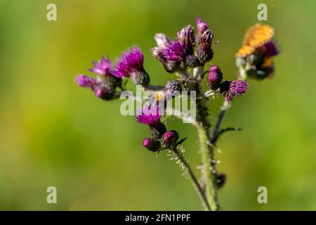 FLO, NORVÈGE - 2020 AOÛT 10. Insectes sur l'inflorescence florale Cirsium palustre. Banque D'Images