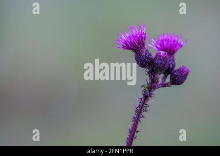 FLO, NORVÈGE - 2020 AOÛT 10. Inflorescence florale Cirsium palustre. Banque D'Images