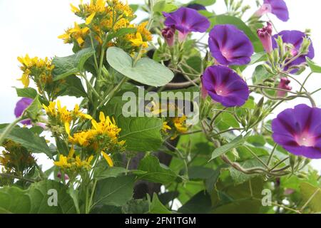 Morning Glory & Wingstem fleurs en fleur Banque D'Images