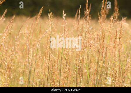 Champ d'herbe indienne (Sorghastrum nutans) en Virginie, Etats-Unis Banque D'Images