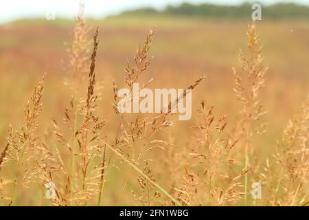 Gros plan de l'herbe indienne (Sorghastrum nutans) en fleur Banque D'Images