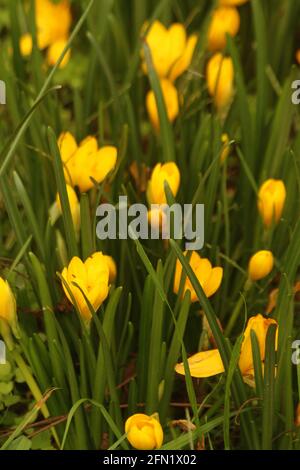 Fleurs de crocus jaunes poussant dans la nature en Virginie, États-Unis Banque D'Images