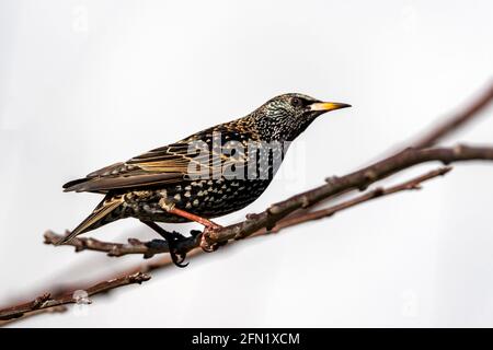 Oiseau de Starling commun ( Stunus vulgaris ) perché sur une branche d'arbre qui se trouve au Royaume-Uni et en Europe, photo de stock image Banque D'Images