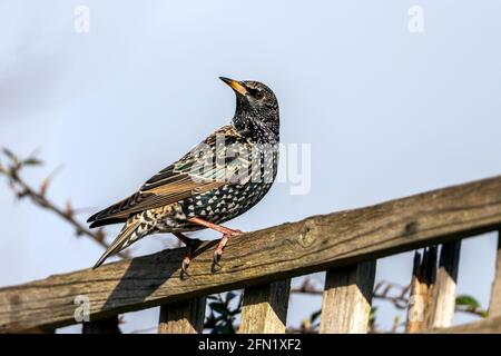 Oiseau de Starling commun ( Stunus vulgaris ) perché sur une clôture qui se trouve au Royaume-Uni et en Europe, photo de stock image Banque D'Images