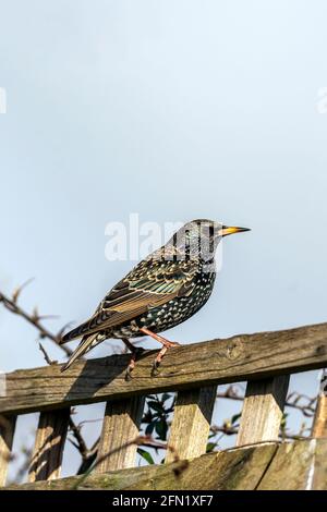 Oiseau de Starling commun ( Stunus vulgaris ) perché sur une clôture qui se trouve au Royaume-Uni et en Europe, photo de stock image Banque D'Images