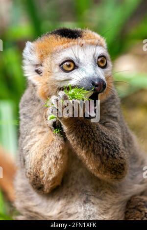 Lemur couronné (Eulemur coronatus) primate trouvé dans la forêt tropicale de Madagascar, photo de stock Banque D'Images