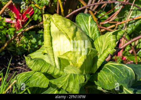 Chou 'Greyhound' (Brassica oleracea capitata) cultivé à l'extérieur pour sa nourriture santé régime avantages dans un agriculture jardin allotement, stock photo imag Banque D'Images