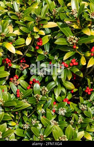 Skimmia japonica subsp reevesiana plante arbustive à fleurs de printemps avec baies rouges de printemps, image de stock photo Banque D'Images