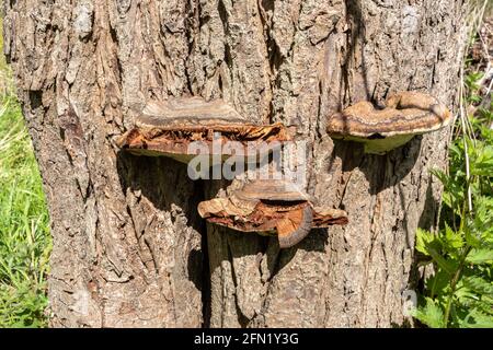 Champignons de saule (Phellinus igniarius) sur le tronc du saule, Royaume-Uni Banque D'Images